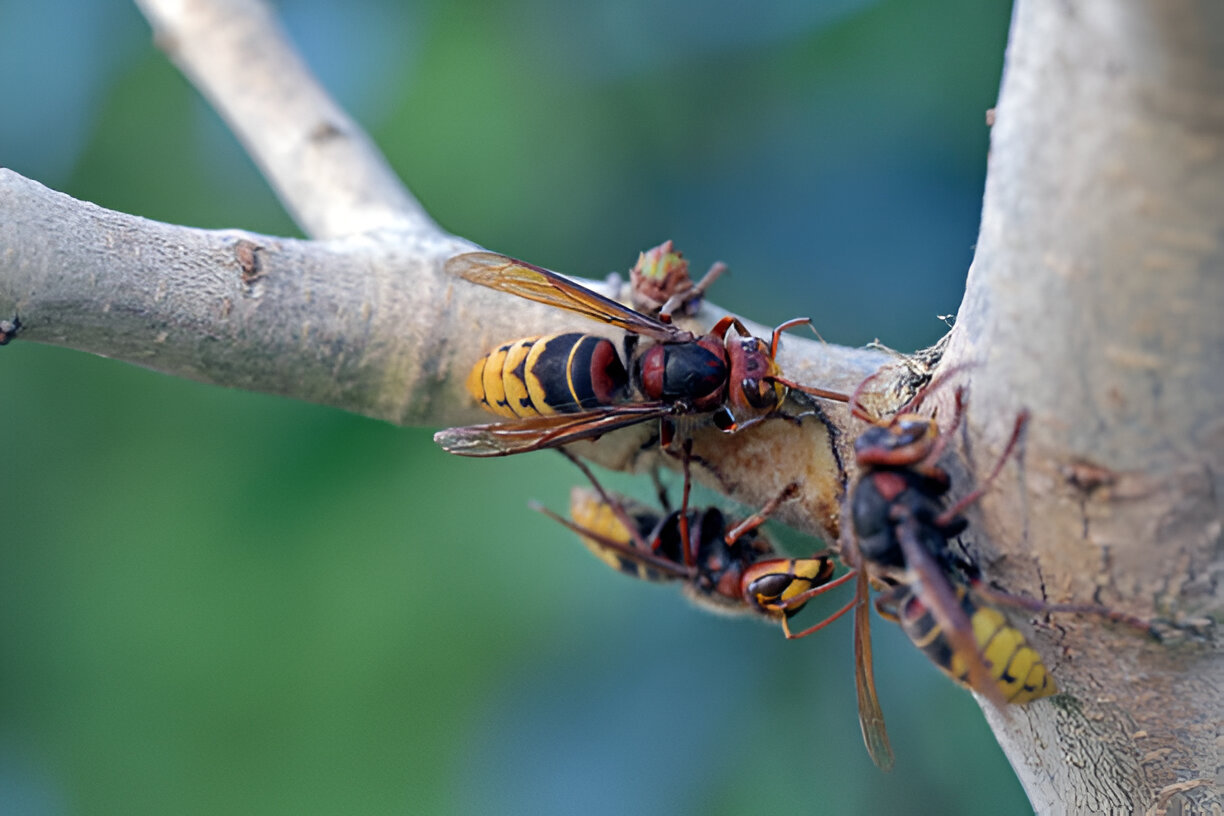 Hornets Control